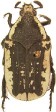 Jansonella anceps.jpg